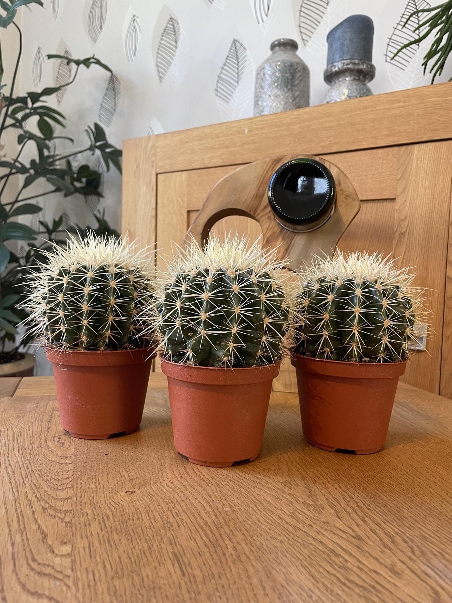 3x Echinocactus Grusonii – Robuste Goldkugelkakteen Ø10,5 cm, Höhe 13-17 cm Kakteen Kaktus - grüne-wurzel