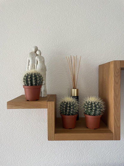 3x Echinocactus Grusonii – Robuste Goldkugelkakteen Ø10,5 cm, Höhe 13-17 cm Kakteen Kaktus - grüne-wurzel