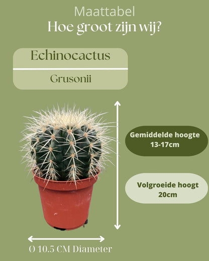 3x Echinocactus Grusonii – Robuste Goldkugelkakteen Ø10,5 cm, Höhe 13-17 cm Kakteen Kaktus - grüne-wurzel