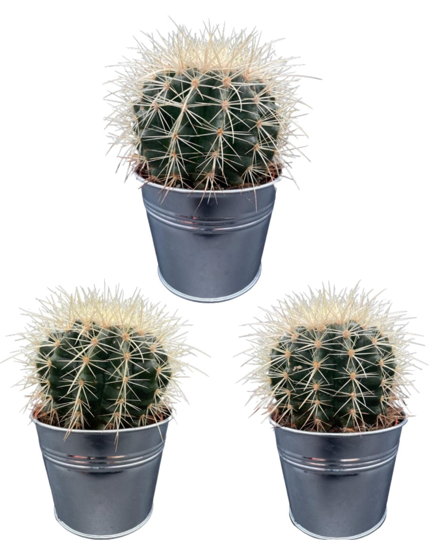 3x Echinocactus Grusonii – Stachelige Zierkakteen in Zinktöpfen Ø11,5 cm, Höhe 13-17 cm Kakteen Kaktus - grüne-wurzel