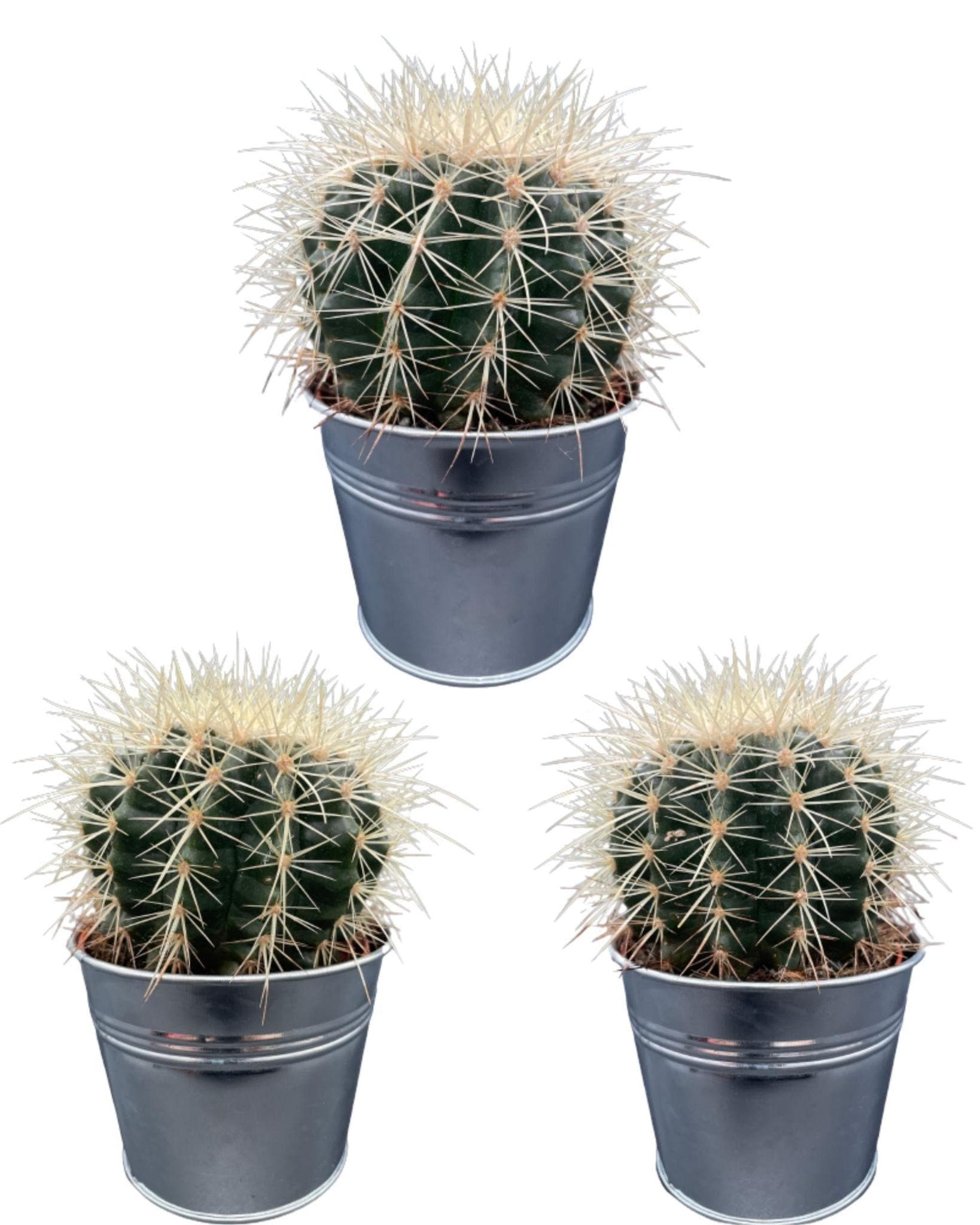 3x Echinocactus Grusonii – Stachelige Zierkakteen in Zinktöpfen Ø11,5 cm, Höhe 13-17 cm Kakteen Kaktus - grüne-wurzel