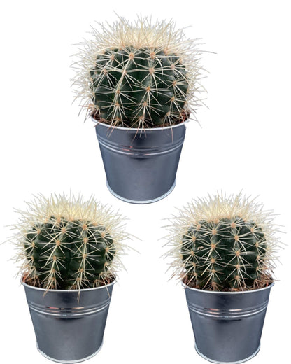 3x Echinocactus Grusonii – Stachelige Zierkakteen in Zinktöpfen Ø11,5 cm, Höhe 13-17 cm Kakteen Kaktus - grüne-wurzel