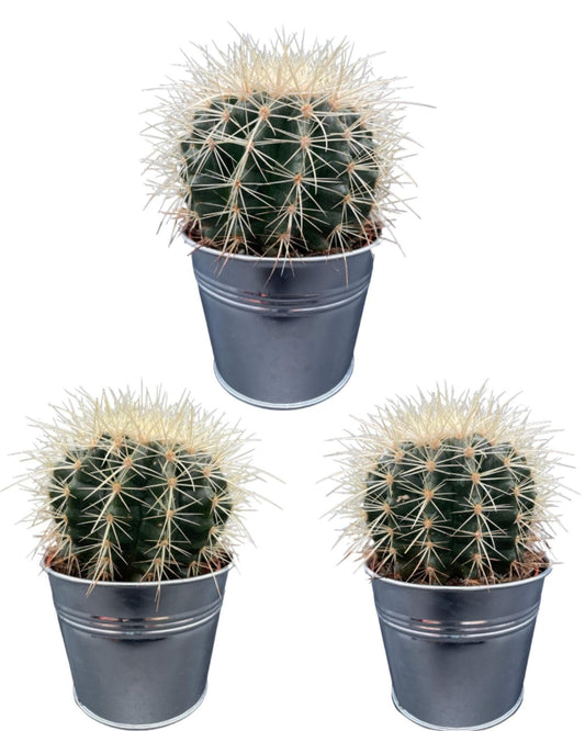 3x Echinocactus Grusonii – Stachelige Zierkakteen in Zinktöpfen Ø11,5 cm, Höhe 13-17 cm Kakteen Kaktus - grüne-wurzel