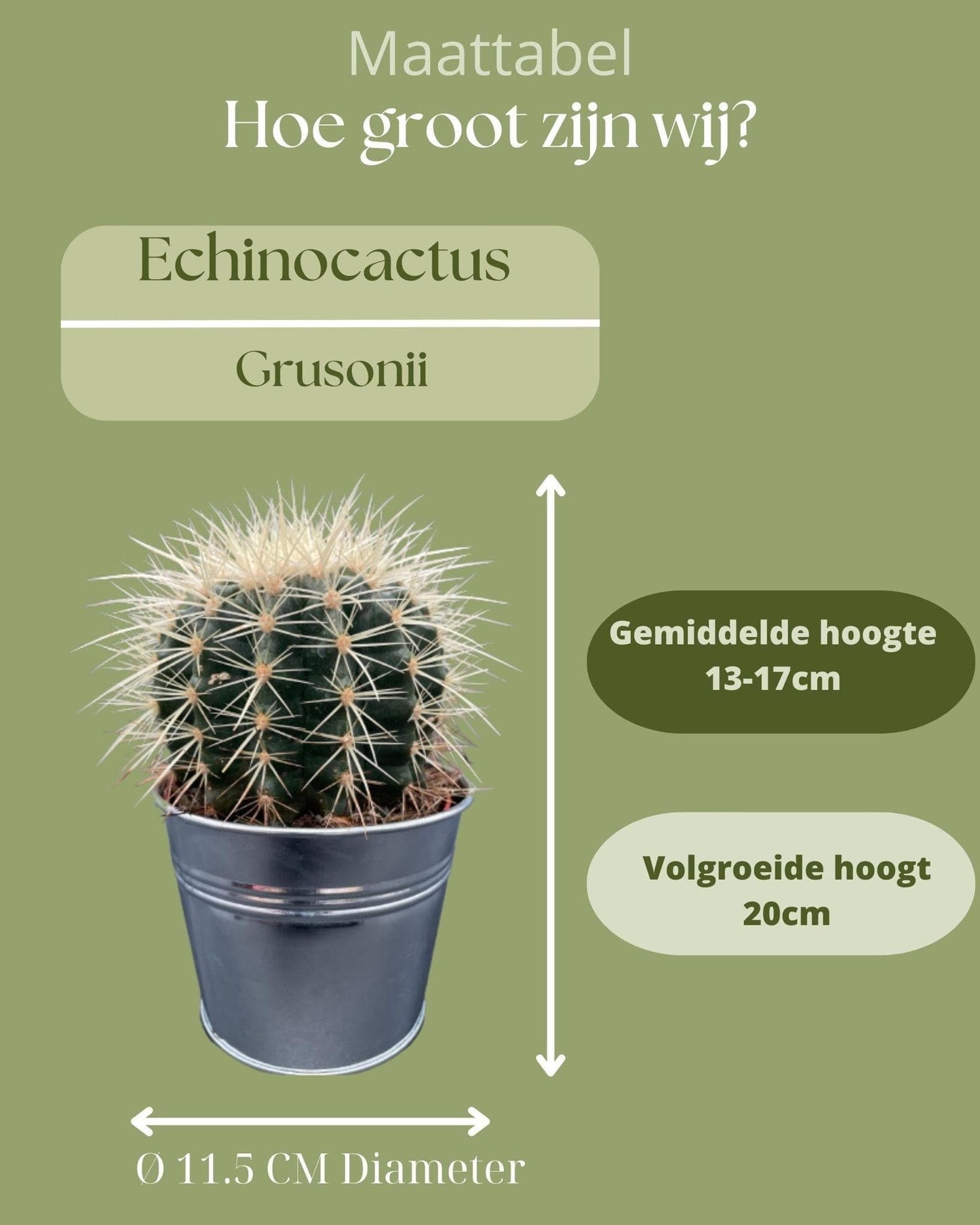 3x Echinocactus Grusonii – Stachelige Zierkakteen in Zinktöpfen Ø11,5 cm, Höhe 13-17 cm Kakteen Kaktus - grüne-wurzel