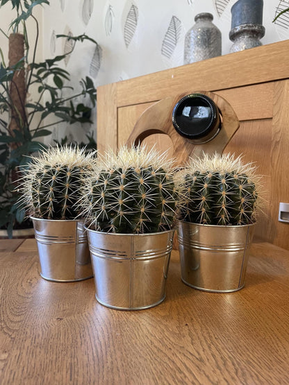 3x Echinocactus Grusonii – Stachelige Zierkakteen in Zinktöpfen Ø11,5 cm, Höhe 13-17 cm Kakteen Kaktus - grüne-wurzel