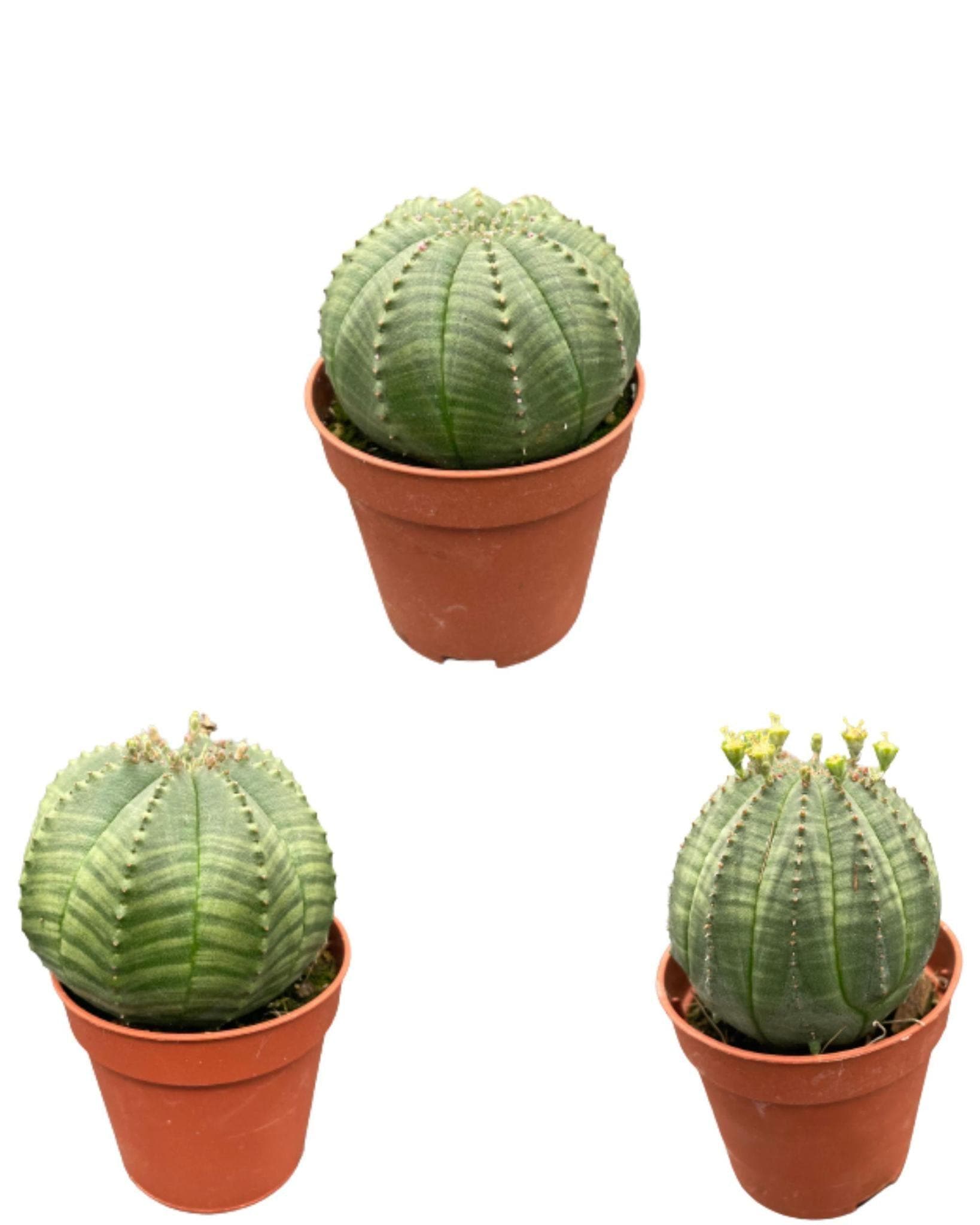 3x Kakteen Euphorbia Obesa – Kompakte & Dekorative Kugelkakteen – Töpfe Ø5,5 cm, Höhe 6-9 cm - grüne-wurzel