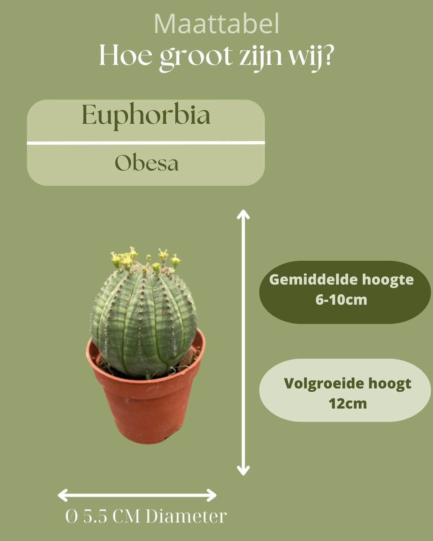 3x Kakteen Euphorbia Obesa – Kompakte & Dekorative Kugelkakteen – Töpfe Ø5,5 cm, Höhe 6-9 cm - grüne-wurzel