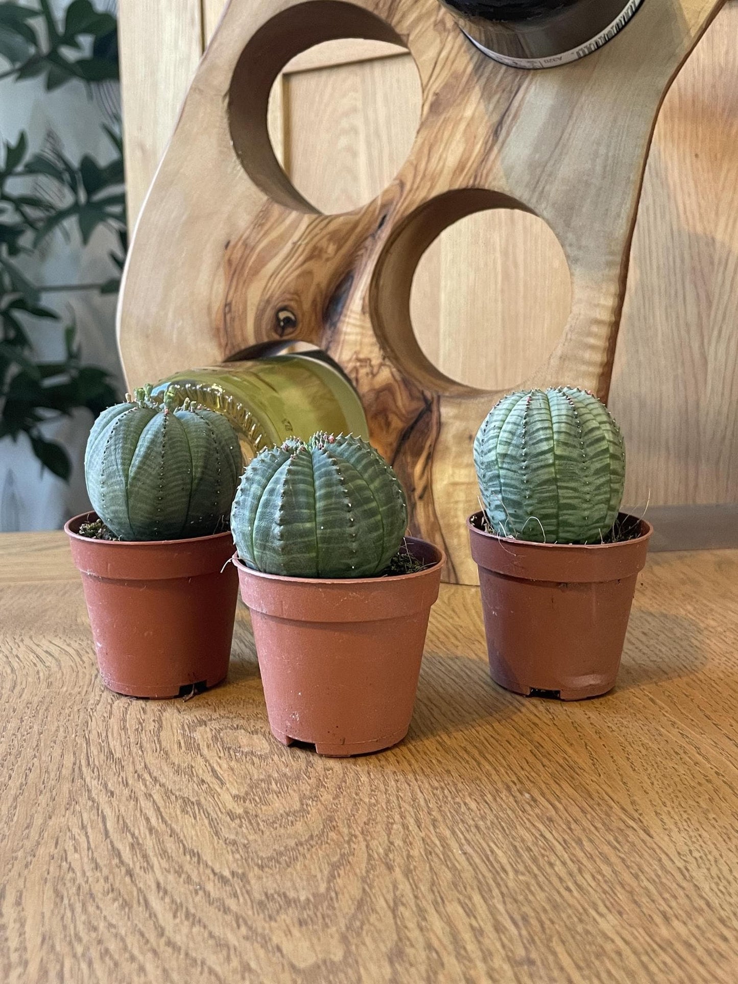 3x Kakteen Euphorbia Obesa – Kompakte & Dekorative Kugelkakteen – Töpfe Ø5,5 cm, Höhe 6-9 cm - grüne-wurzel