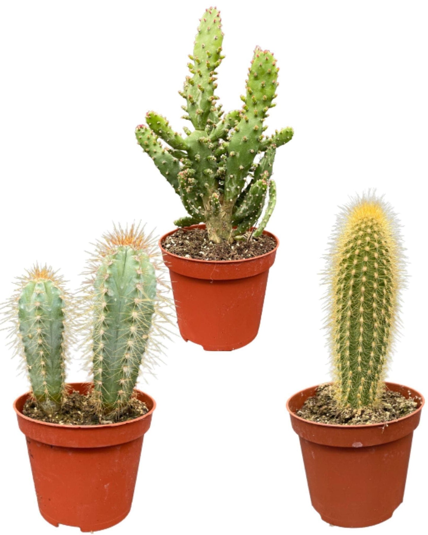 Dekorative Kaktus-Sammlung: Pilosocereus Azureus, Opuntia Monacantha, Pilosocereus Chrysostele – Topf Ø 8.5 cm, Höhe 15-20 cm – Ideal für Büro & Zuhause - grüne-wurzel