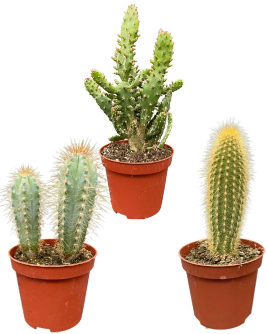 Dekorative Kaktus-Sammlung: Pilosocereus Azureus, Opuntia Monacantha, Pilosocereus Chrysostele – Topf Ø 8.5 cm, Höhe 15-20 cm – Ideal für Büro & Zuhause - grüne-wurzel