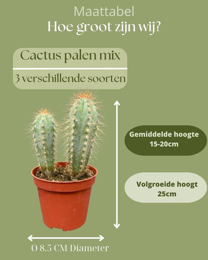 Dekorative Kaktus-Sammlung: Pilosocereus Azureus, Opuntia Monacantha, Pilosocereus Chrysostele – Topf Ø 8.5 cm, Höhe 15-20 cm – Ideal für Büro & Zuhause - grüne-wurzel