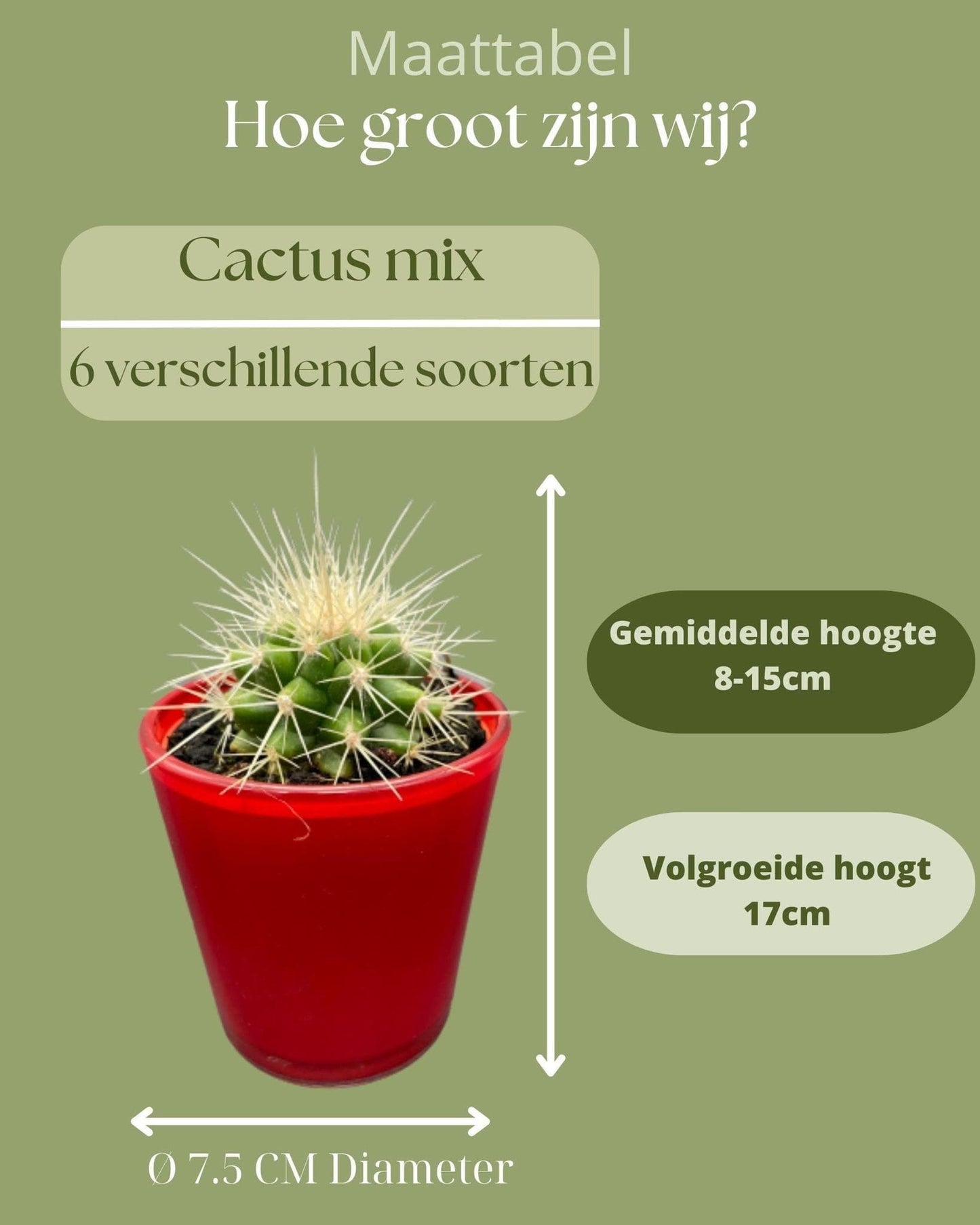 Dekorativer Kaktus-Mix in leuchtenden Rotgläsern – Sortenvielfalt inkl. Pilosocereus & Mammillaria – Ø7.5 cm, Höhe 8-15 cm - grüne-wurzel