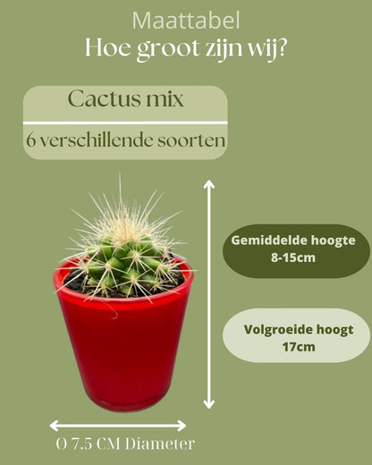 Dekorativer Kaktus-Mix in leuchtenden Rotgläsern – Sortenvielfalt inkl. Pilosocereus & Mammillaria – Ø7.5 cm, Höhe 8-15 cm - grüne-wurzel