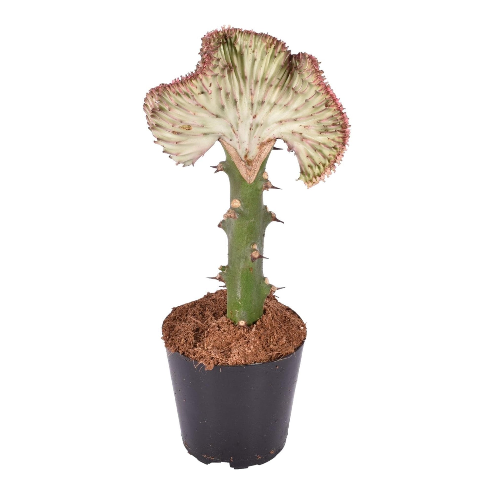 Euphorbia lactea Cristata Red - Einzigartiger Korallenkaktus - 30cm Zimmerpflanze - grüne-wurzel