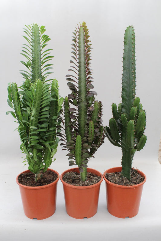 Kaktus Wüstenmix (Euphorbia) - 3er-Set - Ø 17 cm - ↕ 70 cm Kakteen Zimmerpflanzen - grüne-wurzel