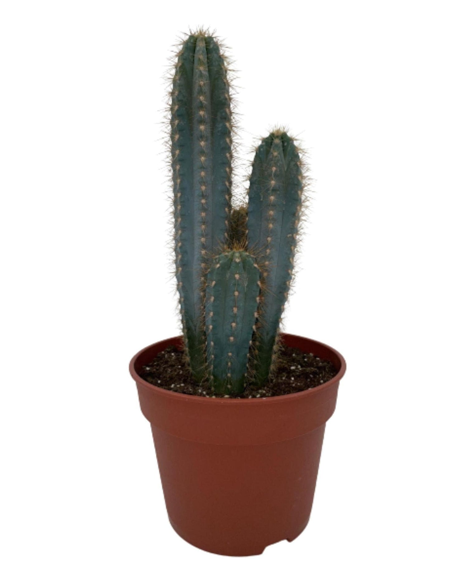 Pilosocereus Azureus Kaktus – Robuste & Elegante Zimmerpflanze – Höhe 30-40 cm, Topf Ø17 cm - grüne-wurzel