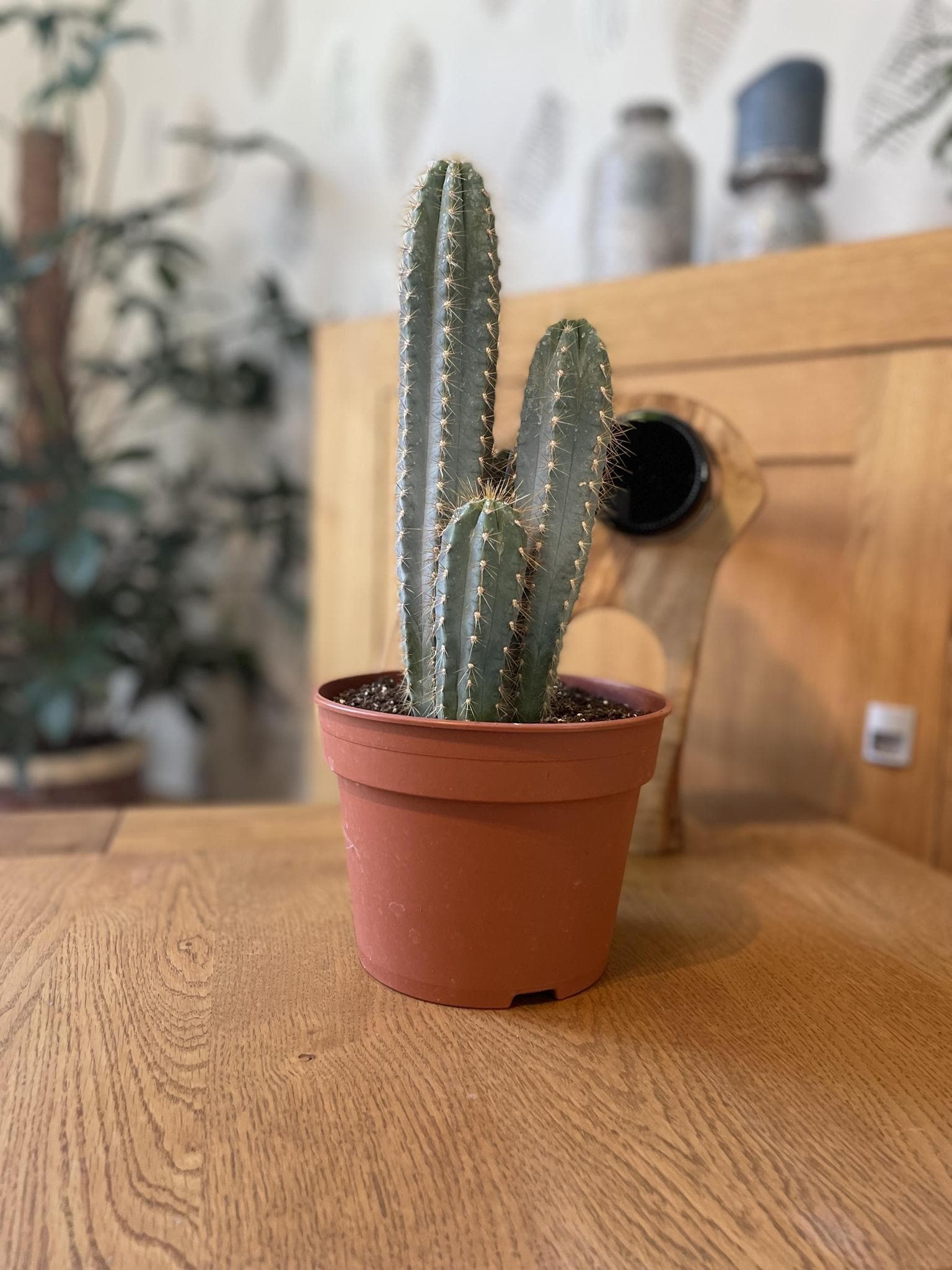 Pilosocereus Azureus Kaktus – Robuste & Elegante Zimmerpflanze – Höhe 30-40 cm, Topf Ø17 cm - grüne-wurzel