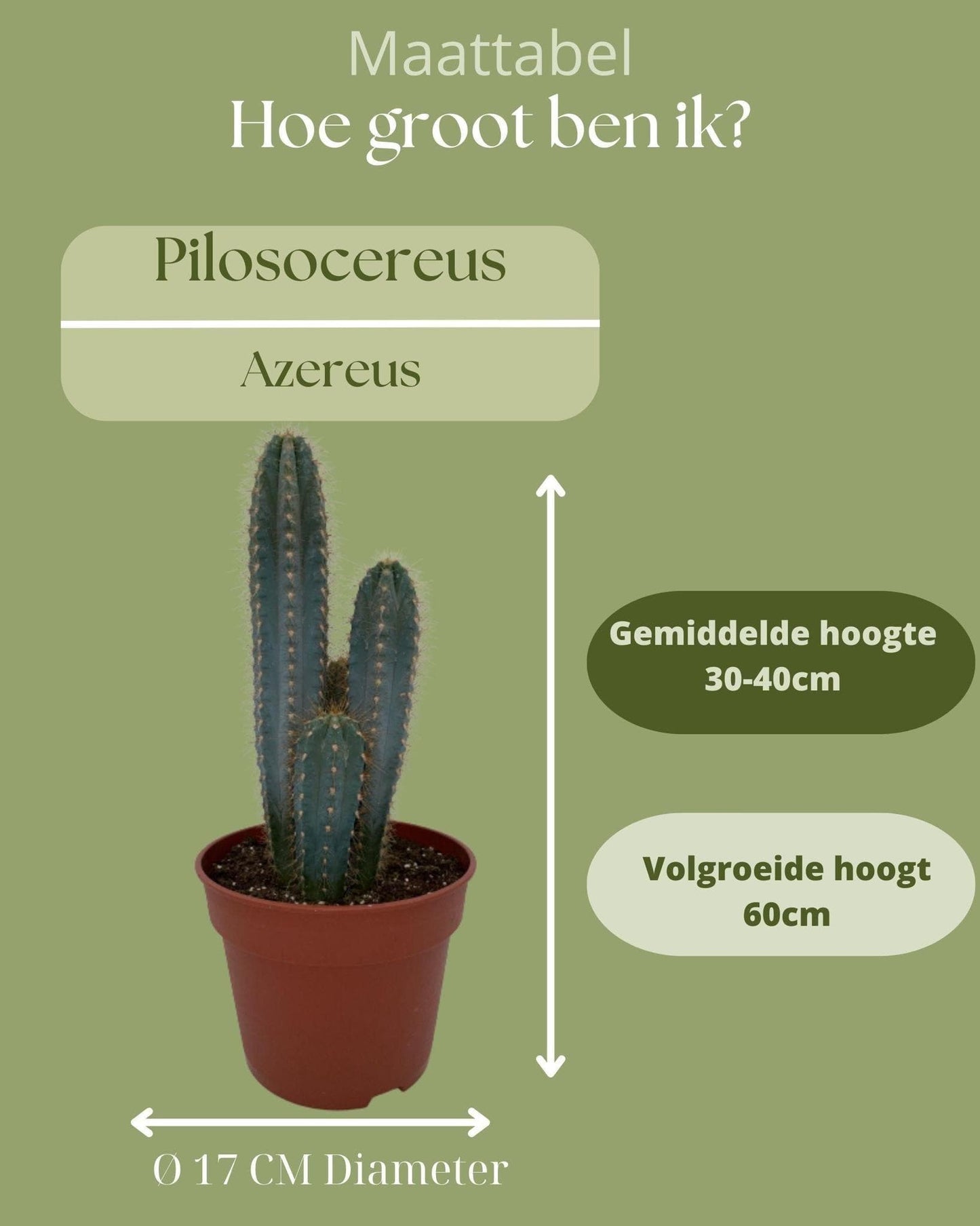 Pilosocereus Azureus Kaktus – Robuste & Elegante Zimmerpflanze – Höhe 30-40 cm, Topf Ø17 cm - grüne-wurzel