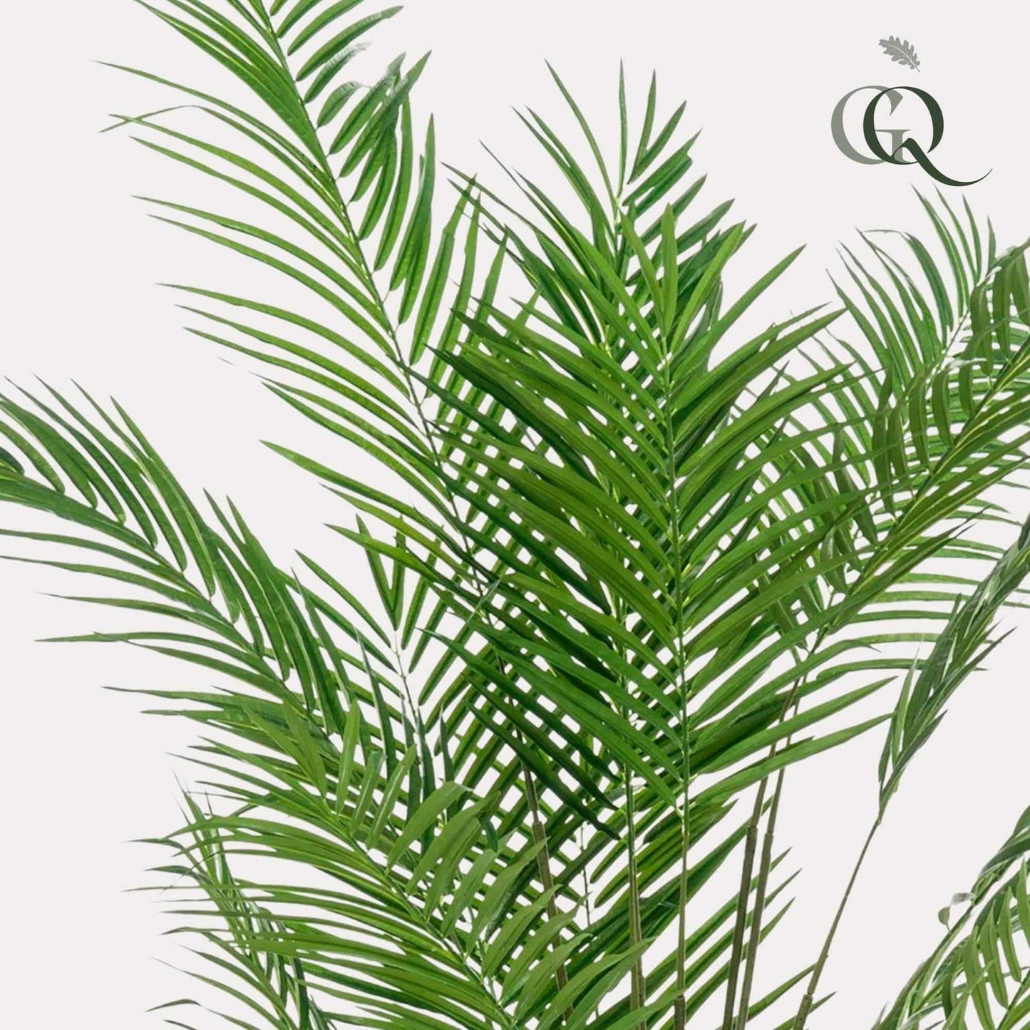 Kunstpflanze Areca Lutescens - Goldpalme - 180 cm - Zimmerpflanze - künstliche Pflanzen wie echt - grüne-wurzel