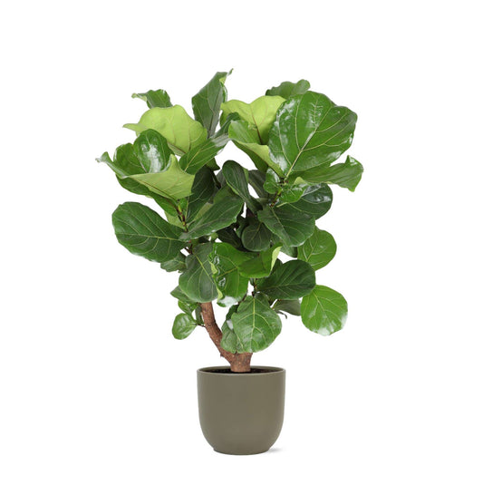 Ficus Lyrata verzweigt mit Topf - Zimmerpflanze - Ø24cm - ↕110cm - Geigenfeige - grüne-wurzel