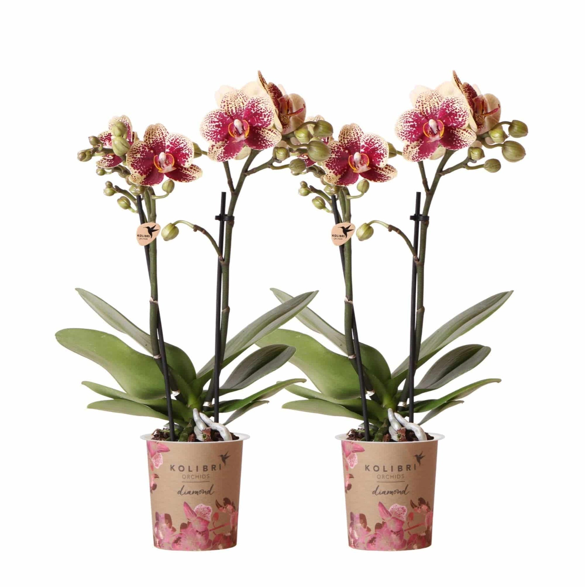 2x Kolibri Orchids | 2 gelb rote Phalaenopsis Orchideen - Spanien - Topfgröße Ø9cm | blühende Zimmerpflanze - frisch vom Züchter Orchidaceae Schmetterlingsorchidee - grüne-wurzel