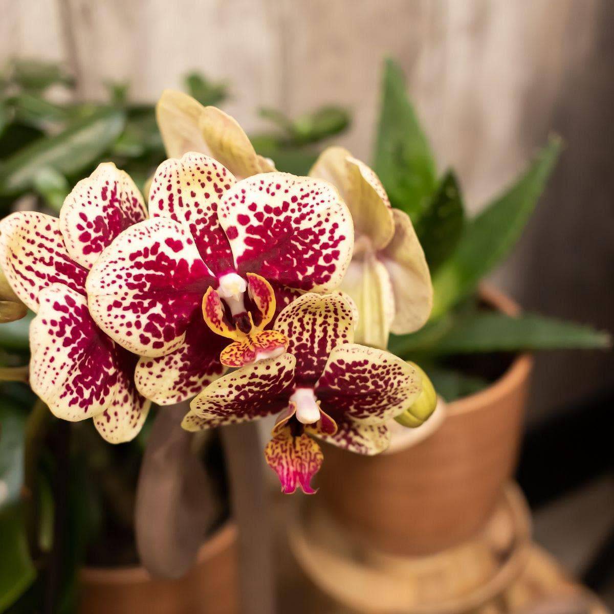 2x Kolibri Orchids | 2 gelb rote Phalaenopsis Orchideen - Spanien - Topfgröße Ø9cm | blühende Zimmerpflanze - frisch vom Züchter Orchidaceae Schmetterlingsorchidee - grüne-wurzel