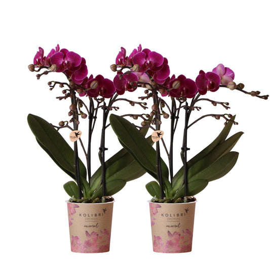 2x Kolibri Orchids | 2 lila Phalaenopsis Orchideen - Morelia Orchidaceae Schmetterlingsorchideen - Topfgröße Ø9cm | blühende Zimmerpflanze - frisch vom Züchter - grüne-wurzel