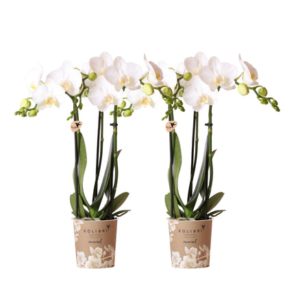 2x Kolibri Orchids | 2 weiße Phalaenopsis Orchideen - Amabilis - Topfgröße Ø9cm | blühende Zimmerpflanze - frisch vom Züchter Schmetterlingsorchideen Orchidaceae - grüne-wurzel