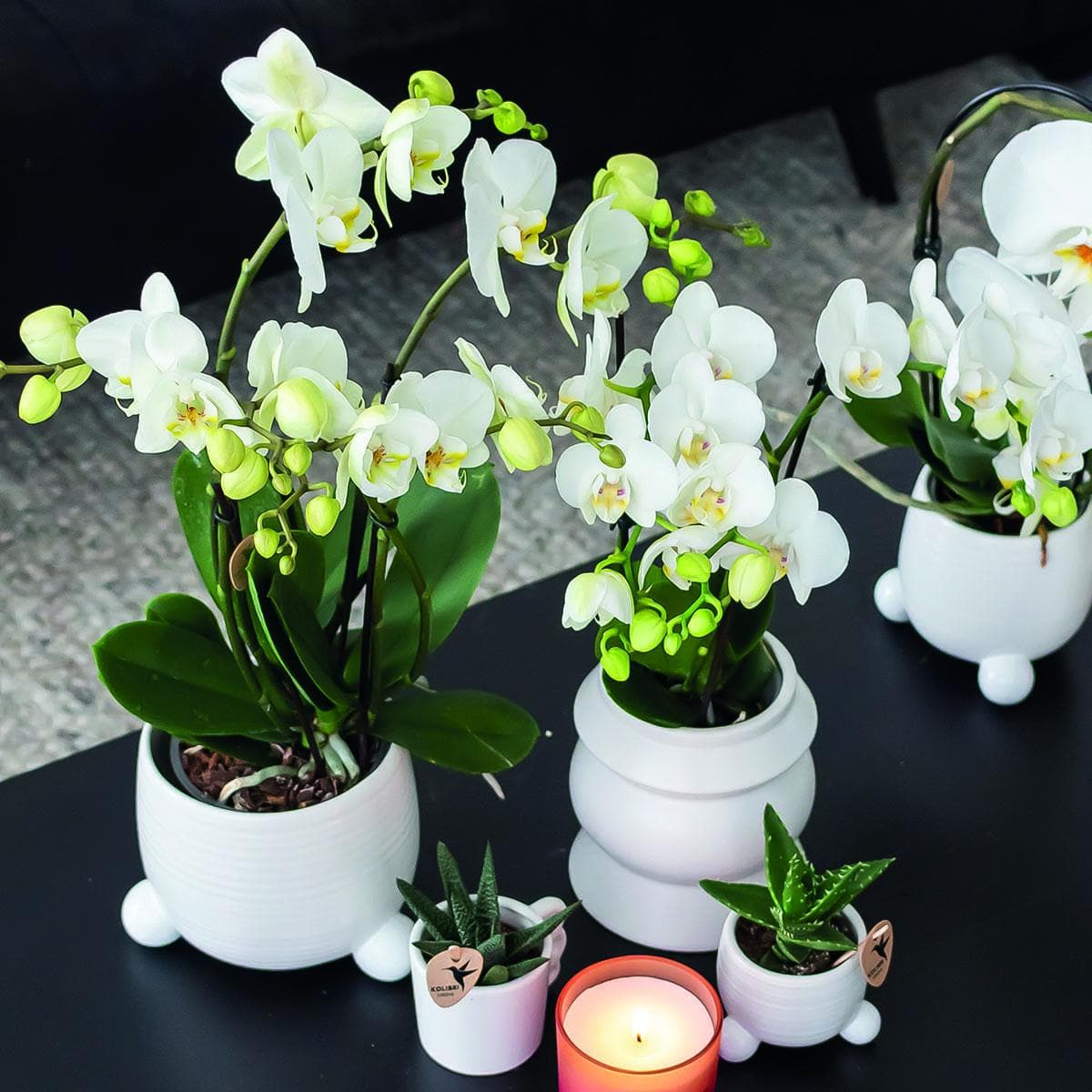 2x Kolibri Orchids | 2 weiße Phalaenopsis Orchideen - Amabilis - Topfgröße Ø9cm | blühende Zimmerpflanze - frisch vom Züchter Schmetterlingsorchideen Orchidaceae - grüne-wurzel