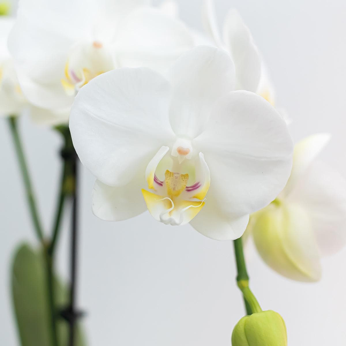 2x Kolibri Orchids | 2 weiße Phalaenopsis Orchideen - Amabilis - Topfgröße Ø9cm | blühende Zimmerpflanze - frisch vom Züchter Schmetterlingsorchideen Orchidaceae - grüne-wurzel