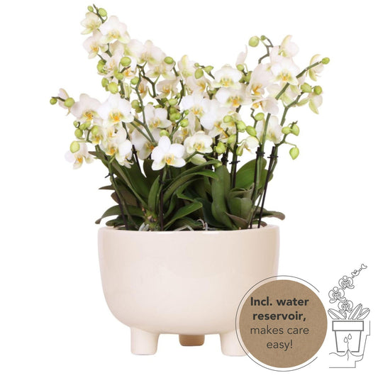 3x Kolibri Orchideen | Weißes Pflanzenset in Keramikschale mit Wasserreservoir | Drei weiße Phalaenopsis Orchideen | Mono Bouquet Weiß mit selbstversorgendem Wasserreservoir Schmetterlingsorchideen - grüne-wurzel