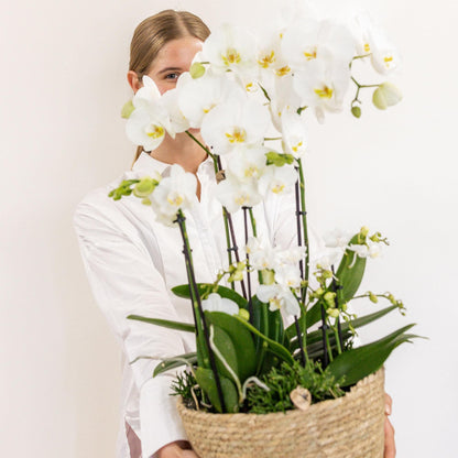 3x Orchideen & 3x Rhipsalis Weiße Zimmerpflanzen Orchideen | Kolibri Orchidaceae Schmetterlingsorchidee im Schilfkorb inkl. Wassertank - grüne-wurzel