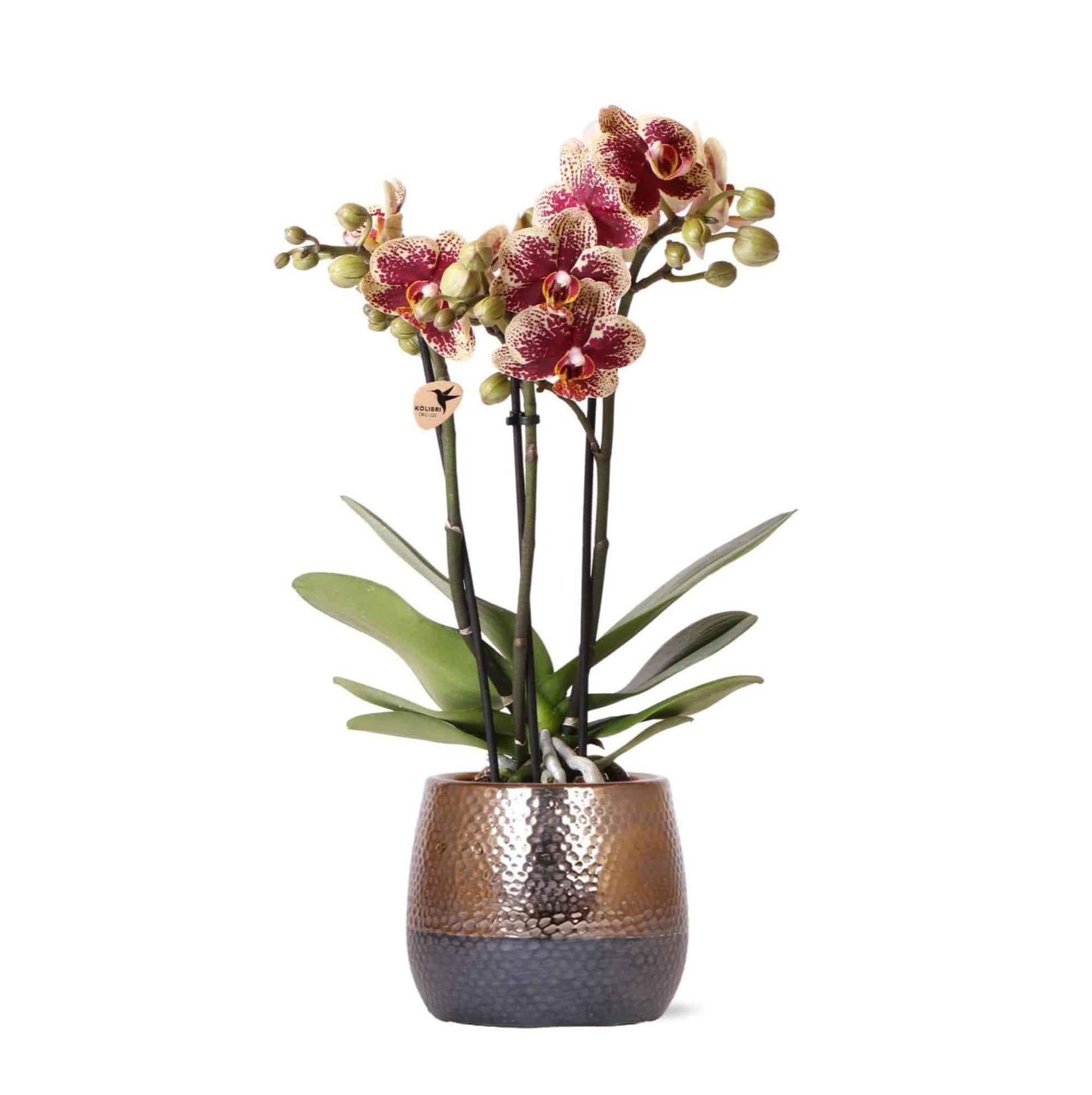 Dekorative Kolibri Orchids | Gelb-Rote Phalaenopsis Orchidee "Spanien" im Elite Kupfer-Keramiktopf | Ø9cm - 40cm | Pflegeleichte Innenraumakzentpflanze - grüne-wurzel