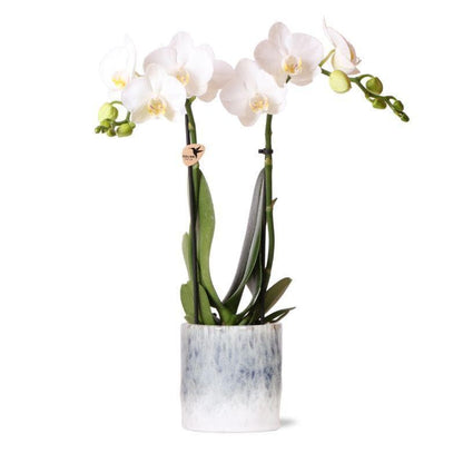 Elegante Kolibri Orchids | Reinweiße Phalaenopsis Orchidee "Amabilis" im Sky Topf Design | Ø9cm - 40cm | Designer Blühende Innenraumpflanze - grüne-wurzel