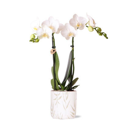 Elegante Kolibri Orchids | Schneeweiße Phalaenopsis-Orchidee 'Amabilis' im dekorativen Leaf-Topf | Ideal als stilvolle Zimmerpflanze – Topfgröße Ø9cm | Langlebig, pflegeleicht & luftreinigend - grüne-wurzel