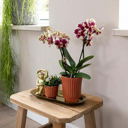 Exotische Gelb-Rote Phalaenopsis Orchidee im Terrakotta-Topf - Pflegeleichte Eleganz für Zuhause - Inklusive Pflegeanleitung - grüne-wurzel