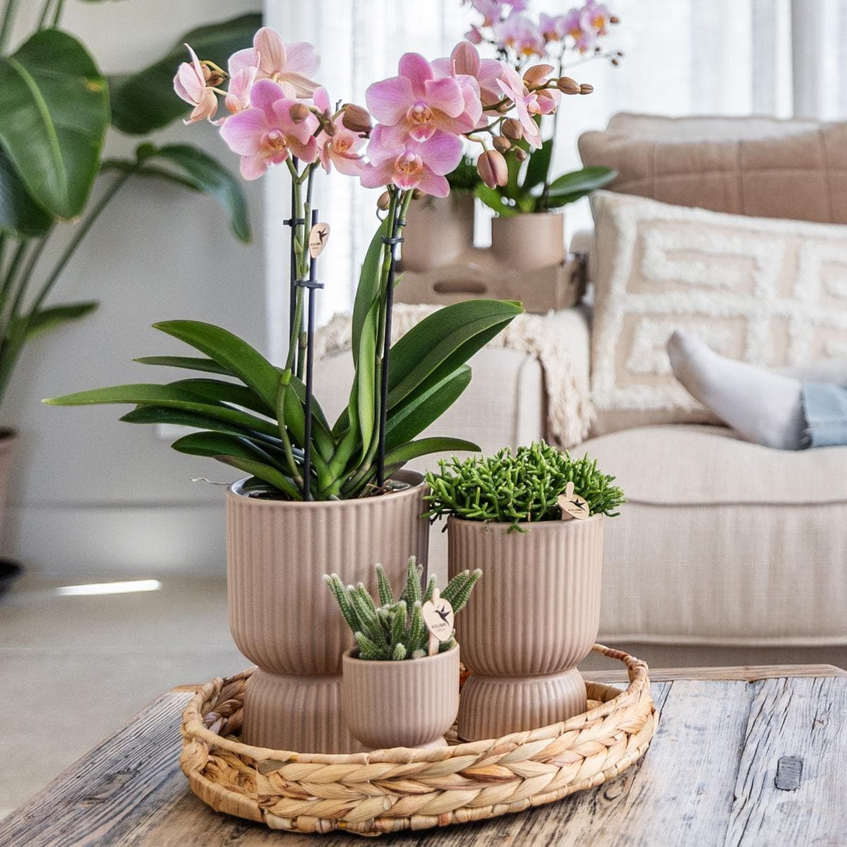 Gelbe 'Mexiko' Phalaenopsis Orchidee im Rippen-Topf | Zimmerpflanze - grüne-wurzel