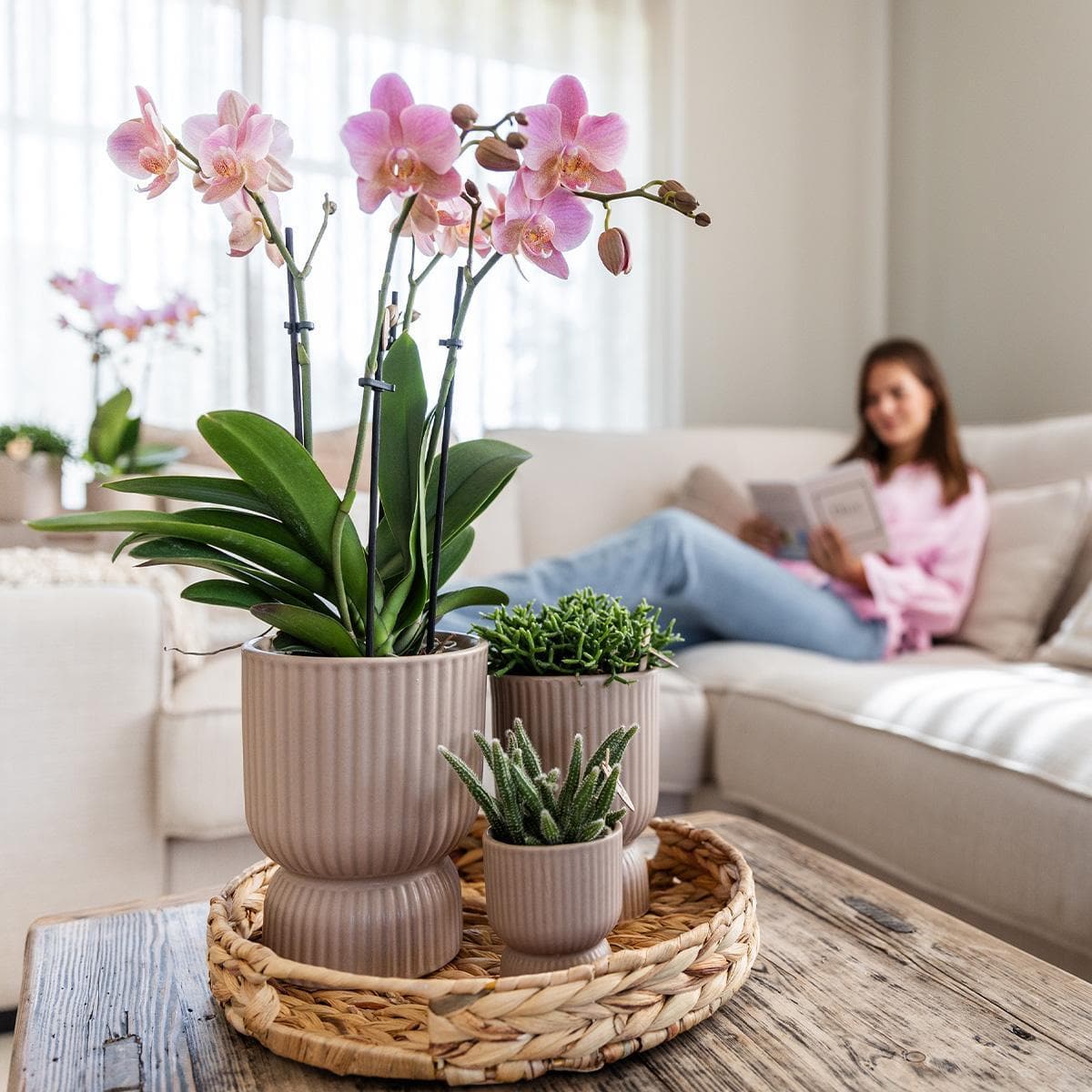 Gelbe 'Mexiko' Phalaenopsis Orchidee im Rippen-Topf | Zimmerpflanze - grüne-wurzel