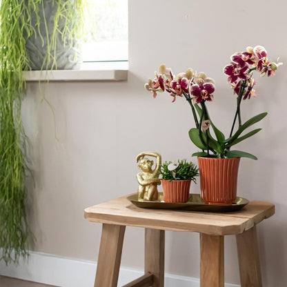 Kolibri Company | Orchideen-Duo 'Gelb-Rot' und Rhipsalis im Terra Topfset auf Goldenem Tablett | Elegantes Pflanzenset - grüne-wurzel