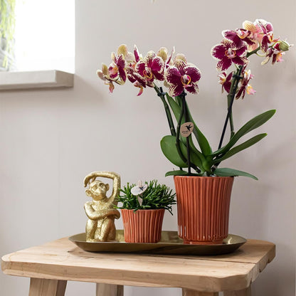 Kolibri Company | Orchideen-Duo 'Gelb-Rot' und Rhipsalis im Terra Topfset auf Goldenem Tablett | Elegantes Pflanzenset - grüne-wurzel