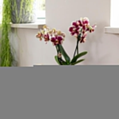 Kolibri Company | Orchideen-Duo 'Gelb-Rot' und Rhipsalis im Terra Topfset auf Goldenem Tablett | Elegantes Pflanzenset - grüne-wurzel