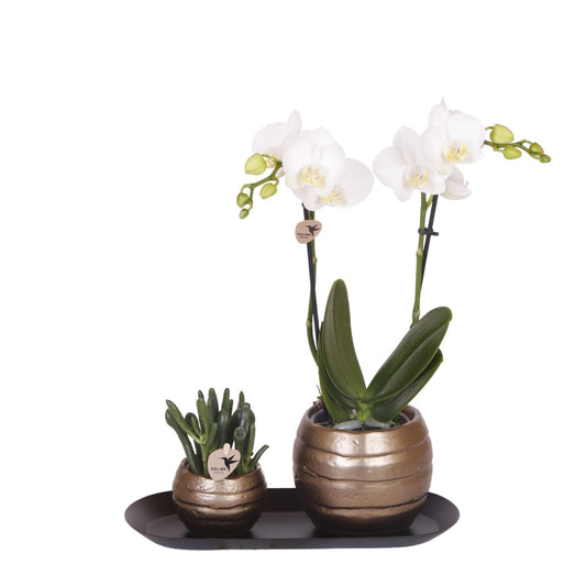 Kolibri Orchidee | Urban Elegance Pflanzenset in Antik-Kupfer Töpfen | Weißblühende Orchidee & Sukkulente - grüne-wurzel