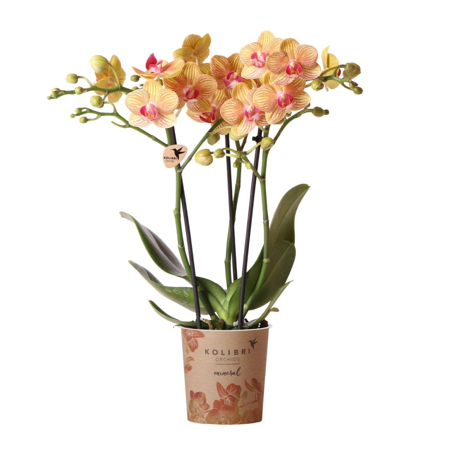 Kolibri Orchideen orange Schmetterlingsorchidee Phalaenopsis Orchidaceae Topfgröße Ø9cm blühende Zimmerpflanze frisch vom Züchter - grüne-wurzel