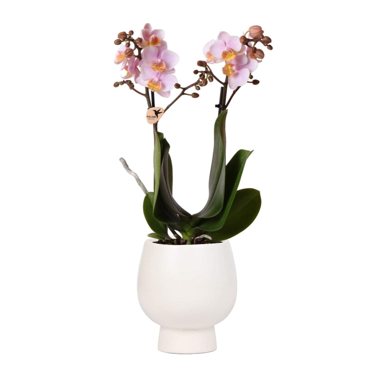 Kolibri Orchideen | Rosa Phalaenopsis Schmetterlingsorchidee Orchidaceae Andorra + Scandic Ziertopf weiß - Topfgröße Ø9cm - 40cm hoch | blühende Zimmerpflanze im Blumentopf - frisch vom Züchter - grüne-wurzel