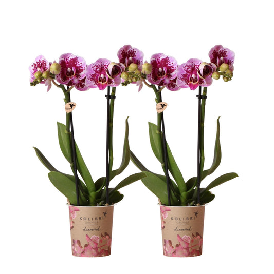 Kolibri Orchids | 2 Rosa Lila Phalaenopsis Orchideen - El Salvador - Topfgröße Ø9cm | Blühende Zimmerpflanze - Frisch vom Züchter Schmetterlingsorchidee - grüne-wurzel