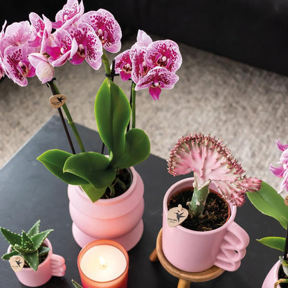 Kolibri Orchids | 2 Rosa Lila Phalaenopsis Orchideen - El Salvador - Topfgröße Ø9cm | Blühende Zimmerpflanze - Frisch vom Züchter Schmetterlingsorchidee - grüne-wurzel