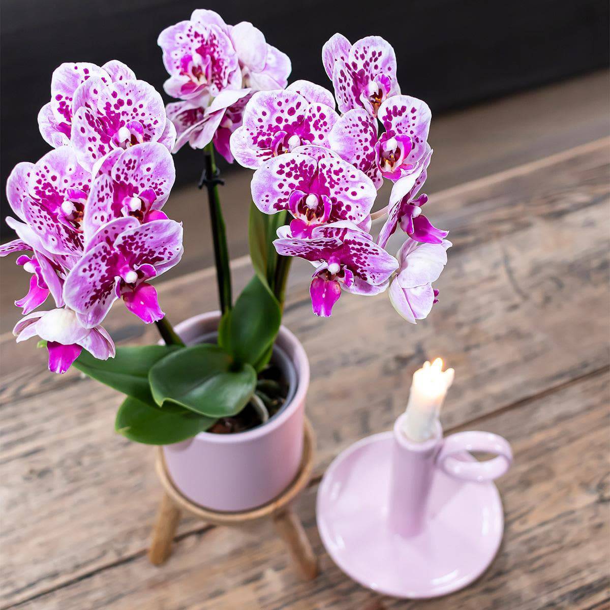 Kolibri Orchids | 2 Rosa Lila Phalaenopsis Orchideen - El Salvador - Topfgröße Ø9cm | Blühende Zimmerpflanze - Frisch vom Züchter Schmetterlingsorchidee - grüne-wurzel