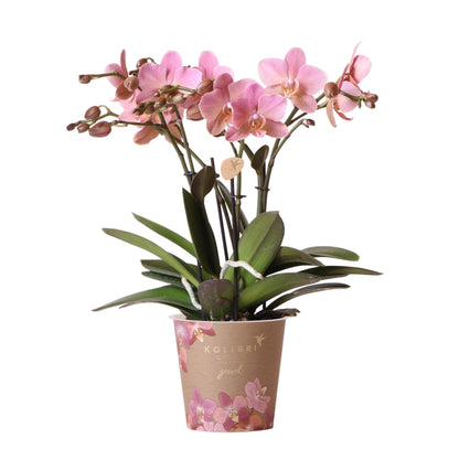 Kolibri Orchids | Altrosa Phalaenopsis Schmetterlingsorchidee Orchidaceae - Jewel Treviso - Topfgröße Ø12cm | blühende Zimmerpflanze - frisch vom Züchter - grüne-wurzel