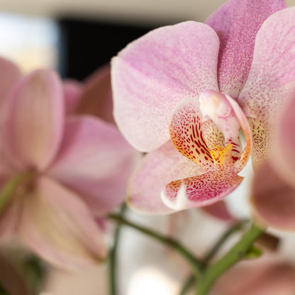 Kolibri Orchids | Altrosa Phalaenopsis Schmetterlingsorchidee Orchidaceae - Jewel Treviso - Topfgröße Ø12cm | blühende Zimmerpflanze - frisch vom Züchter - grüne-wurzel