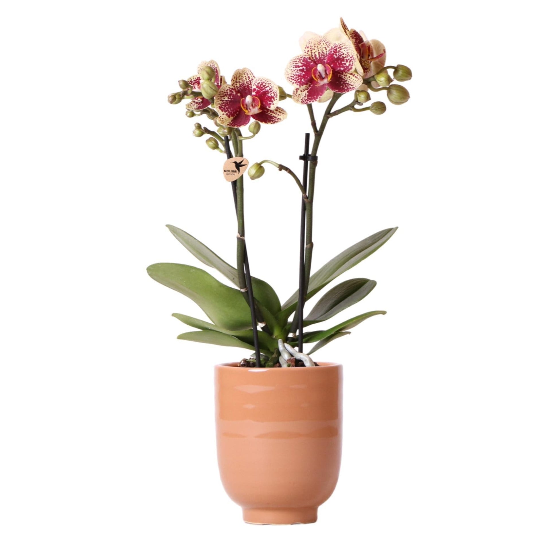 Kolibri Orchids | Gelb rote Phalaenopsis Schmetterlingsorchidee - Spanien + Glasierter Ziertopf Cognac - Topfgröße Ø9cm - 40 cm hoch | Blühende Zimmerpflanze - frisch vom Züchter - grüne-wurzel